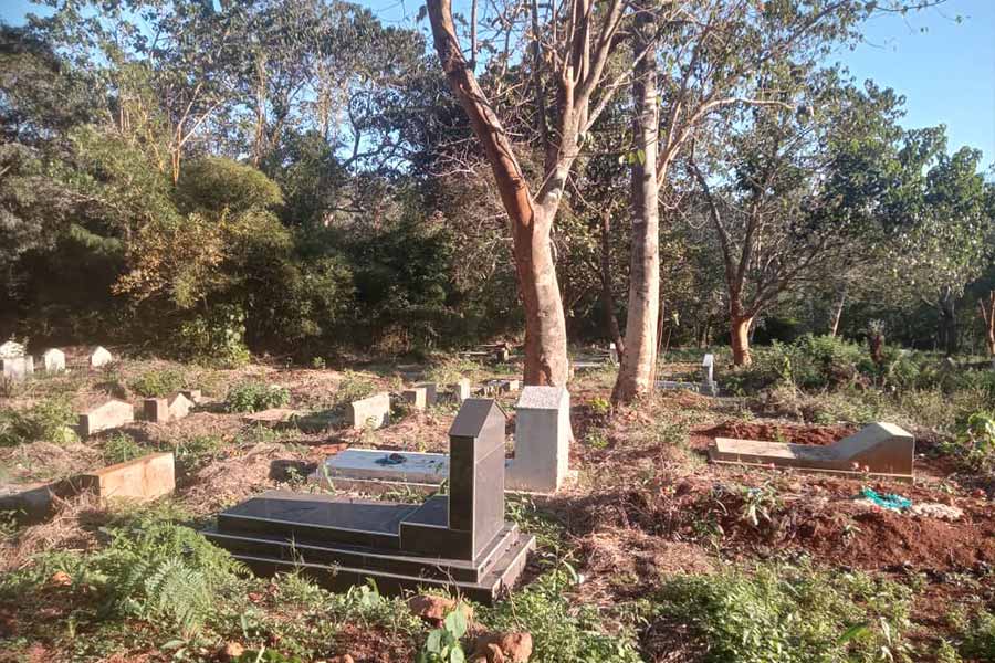 Where Ancestors Rest, Trees Fall
