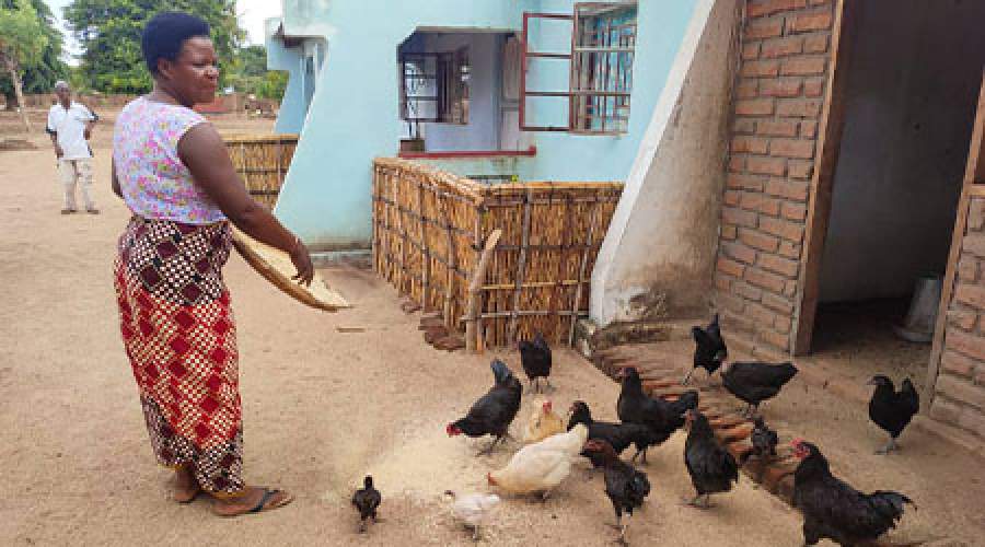 Sikelo feeding her chickens