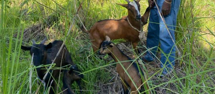 Kulani boots that goats have transformed his life.