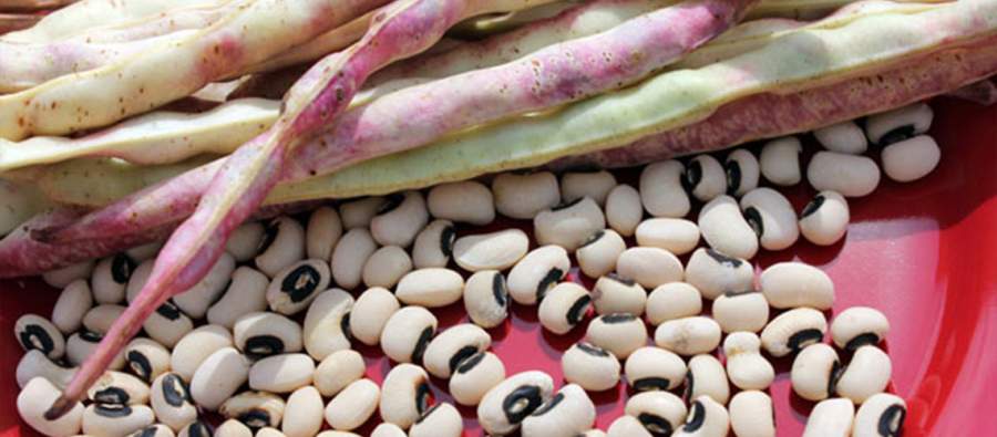 Stalling of GM Cowpea Trial Depriving Malawi of Economic Benefits