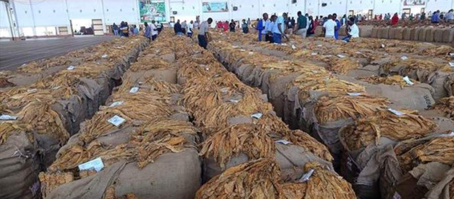 Tobacco Farmers Demand Better Prices