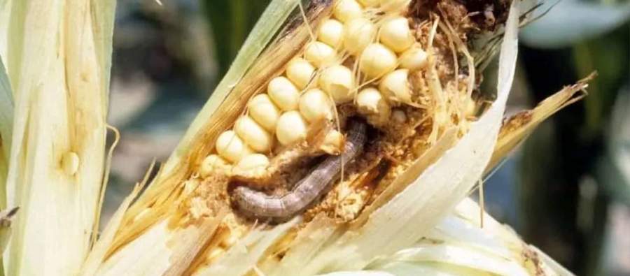 GM Maize: Possible Solution to Fall Army Worms in Malawi