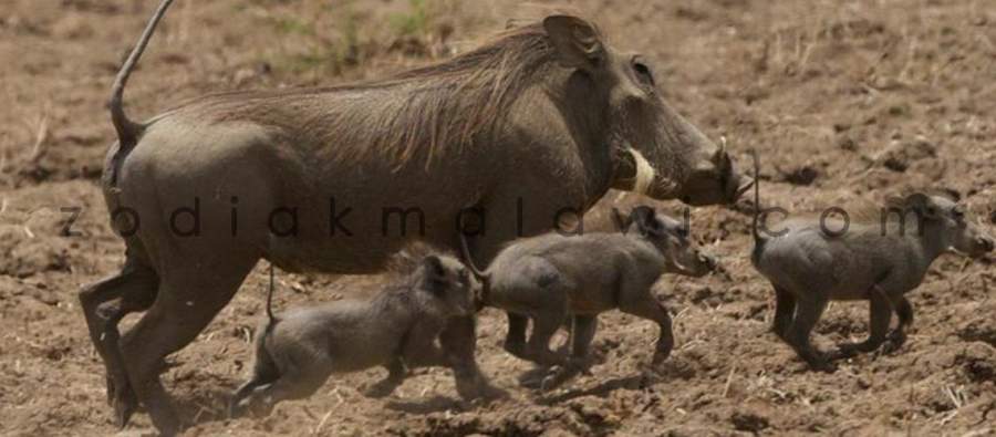 warthogs (file photo)