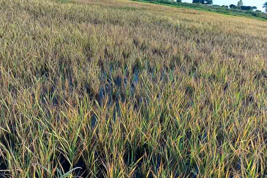 Rice in Crisis: Can Science Protect Malawi’s Farmers?