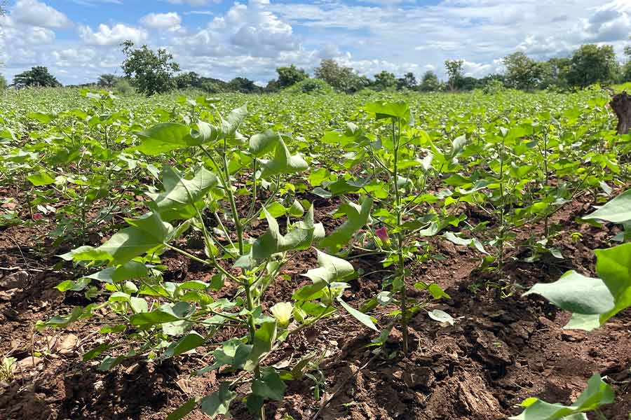 Parly Engages Salima Farmers Over Declining Cotton Production