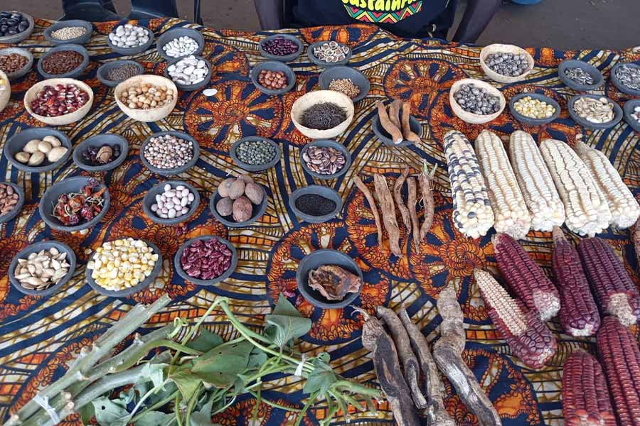 Farmers Urged to Grow Drought-Resistant Crops as El Niño Fears Mount