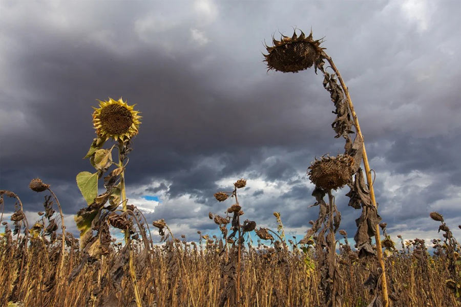 Rainwater Harvesting Vital for Malawi Amid El-Nino Scare