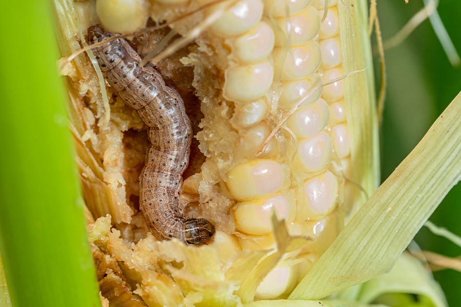 A maize cob affected by fall army worms