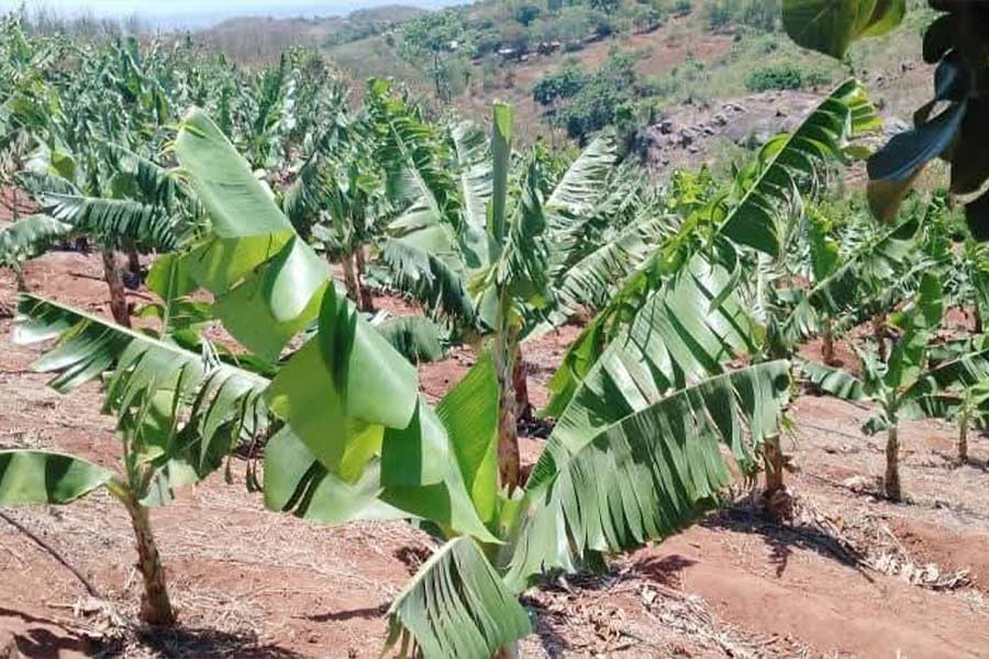 Banana Renaissance: Inside Thyolo’s Biotech-Fueled Comeback