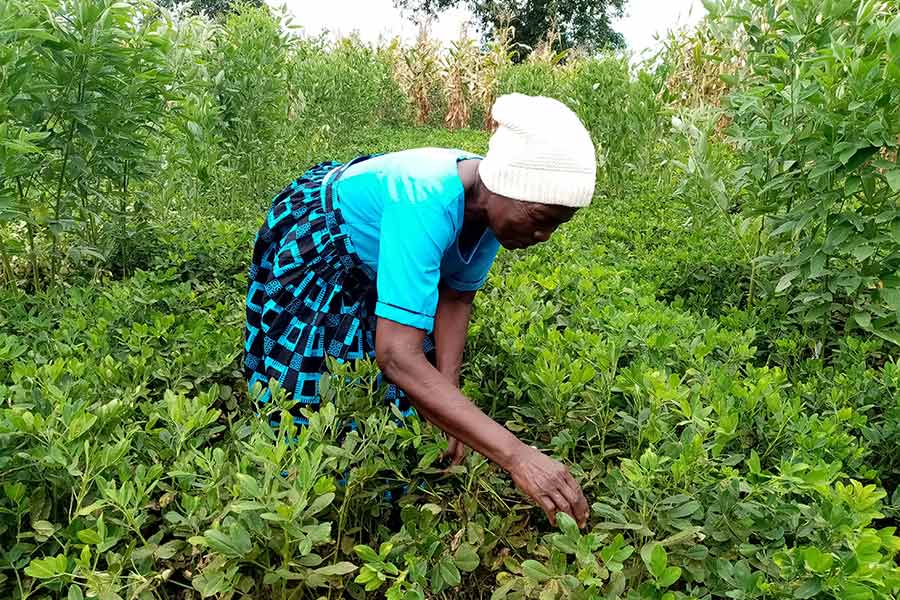 Dry Spell, a Perennial Challenge to Balaka Farmers