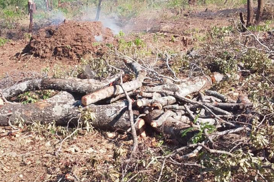 Ministry Admits Widespread Deforestation