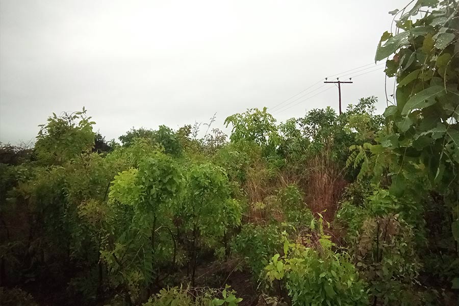 Encroachment Threatens Ntcheu Forest Reserves