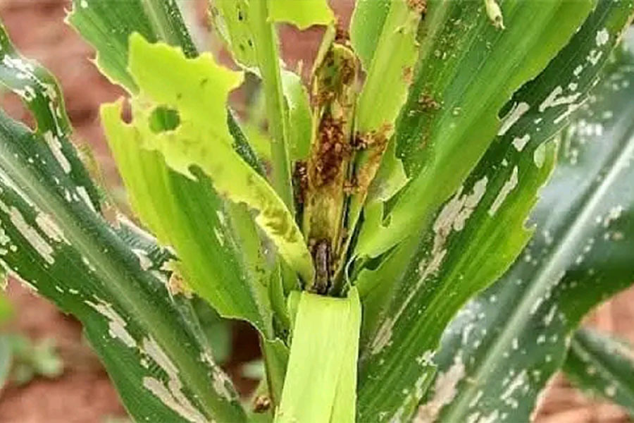 Agriculture Ministry Sets Contingency Measures for Fall Armyworm Threat