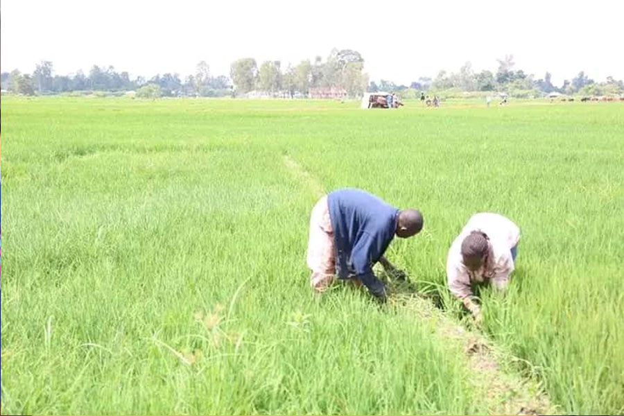 Bwanje Irrigation Scheme Sees Rice Production Rise Despite Dry Spell
