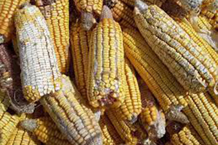 Rotting Before It Reaches the Table: Malawi’s Hidden Hunger Crisis